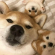 ͷ��