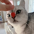 ͷ