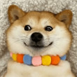 ͷ