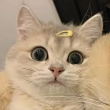 ͷ