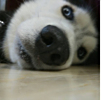 ͷ