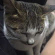 ͷ