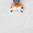 ͷ