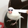 ͷ��