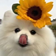 ͷ