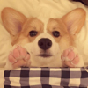ͷ��