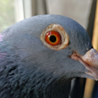 ͷ
