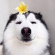 ͷ