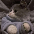 ͷ��