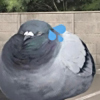 ͷ