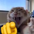 ͷ