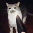 ͷ