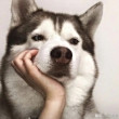 ͷ