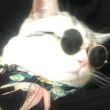 ͷ��
