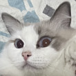 ͷ