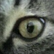 ͷ
