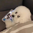 ͷ