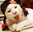 ͷ��