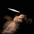 ͷ