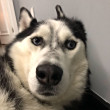 ͷ