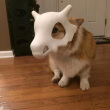 ͷ��