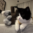 ͷ��