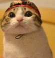 ͷ��