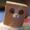 ͷ��