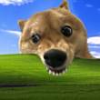 ͷ