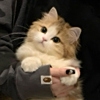 ͷ