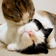 ͷ��