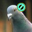 ͷ