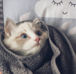 ͷ��