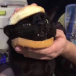 ͷ��