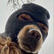 ͷ