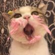 ͷ��