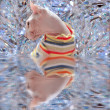 ͷ
