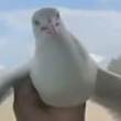ͷ