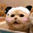ͷ��