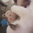 ͷ��