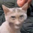 ͷ��