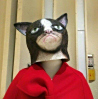 ͷ