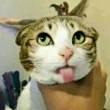 ͷ