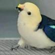 ͷ