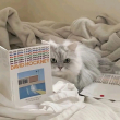 ͷ��