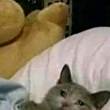 ͷ