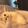 ͷ��