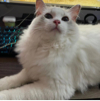 ͷ��