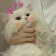 ͷ��