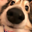ͷ
